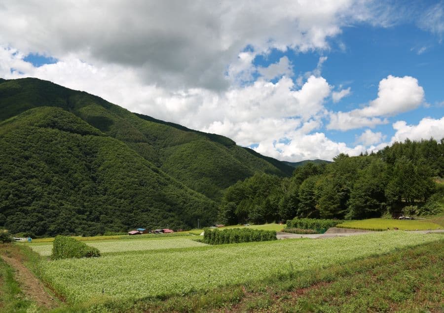 奈川のソバ畑
