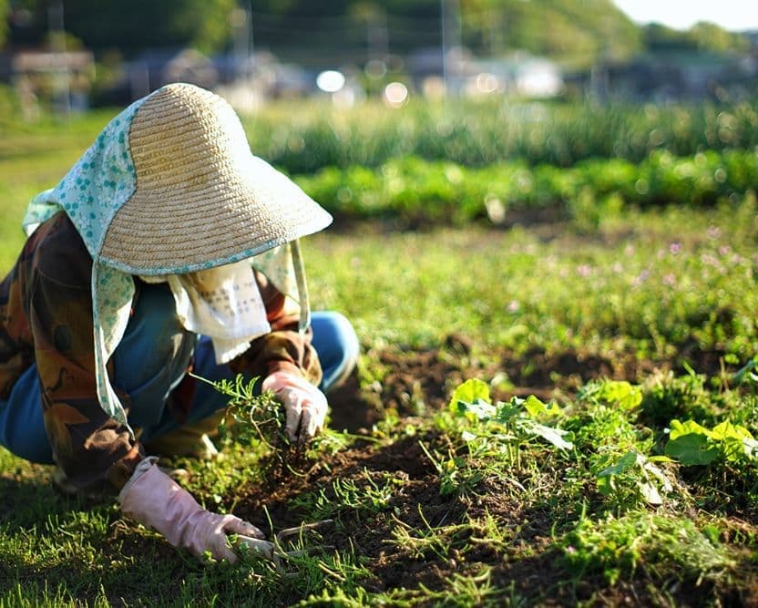 奈川の生産者さん
