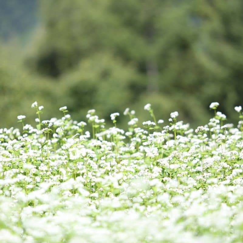 奈川のそば畑_そばの花