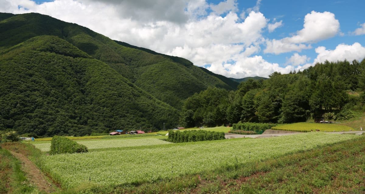 奈川のソバ畑風景